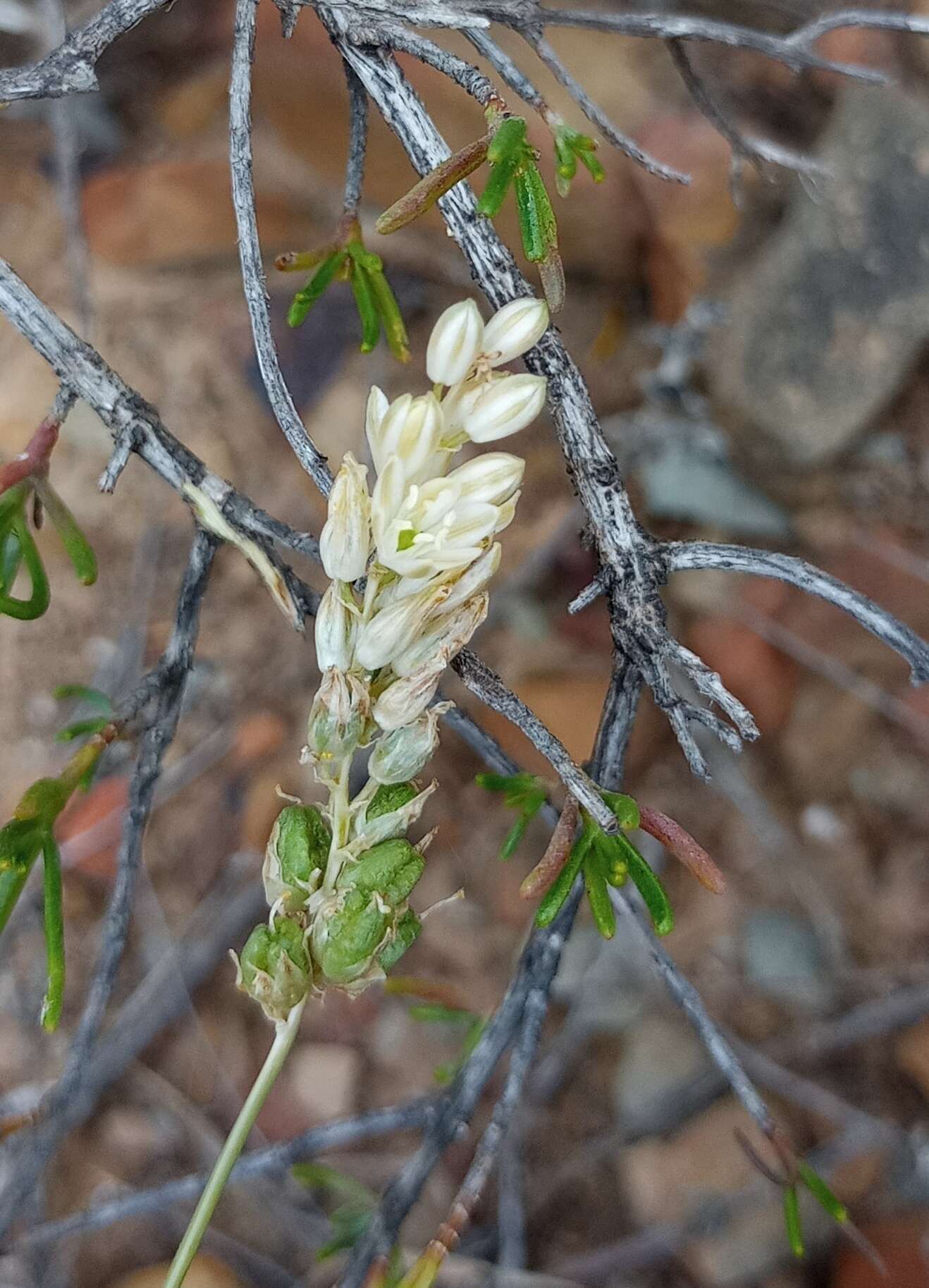 Imagem de Ornithogalum graminifolium Thunb.