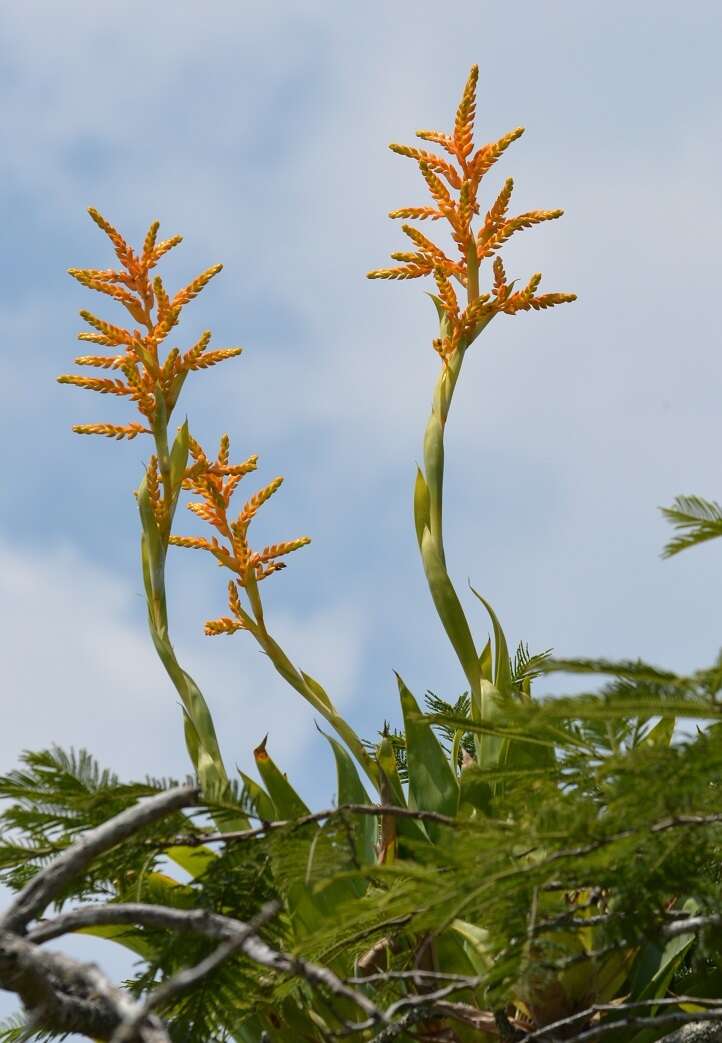 Image of Catopsis occulta Mart.-Correa, Espejo & López-Ferr.