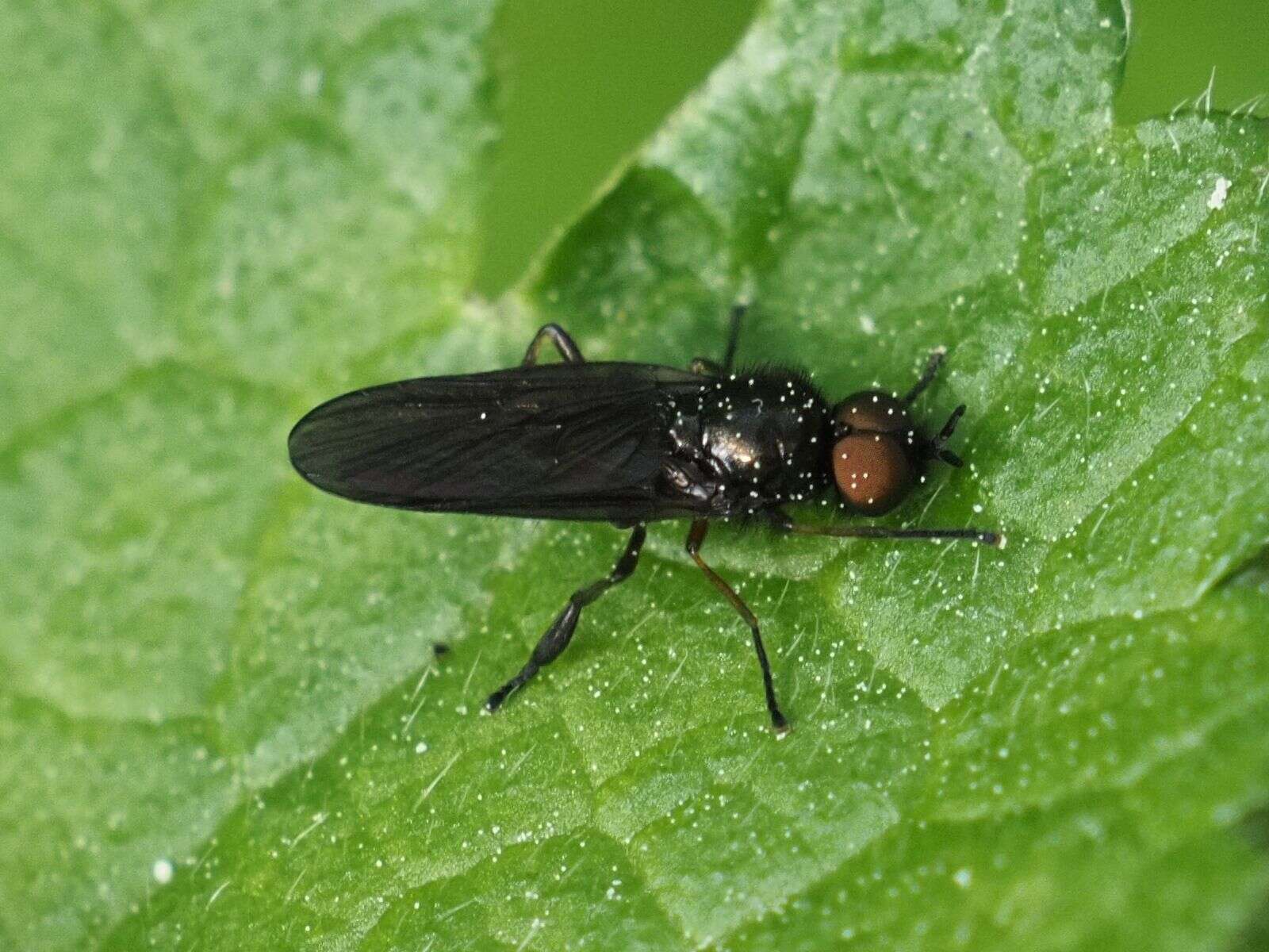 Image of Beris chalybata (Forster 1771)