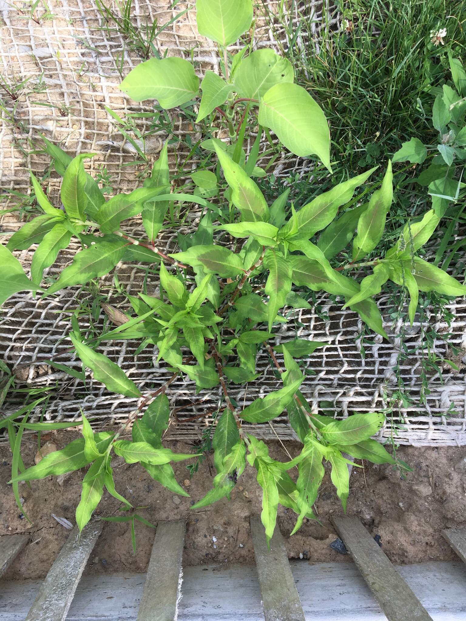 Sivun Persicaria extremiorientalis (Vorosh.) N. N. Tzvel. kuva