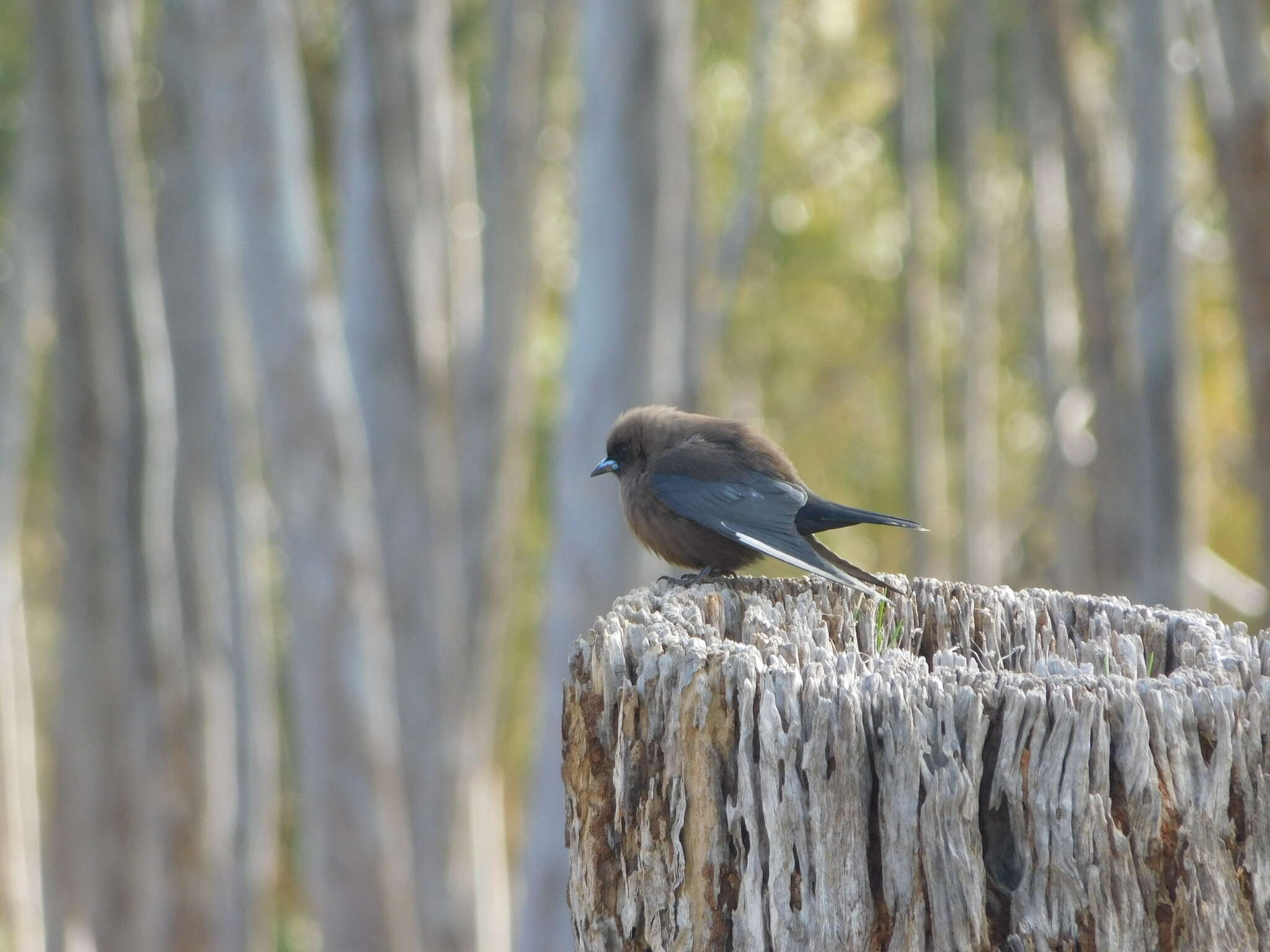 Image of Dusky Woodswallow