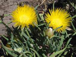 Image of narrow-leaved iceplant