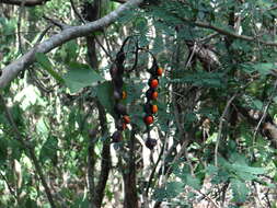 Image de Erythrina standleyana Krukoff