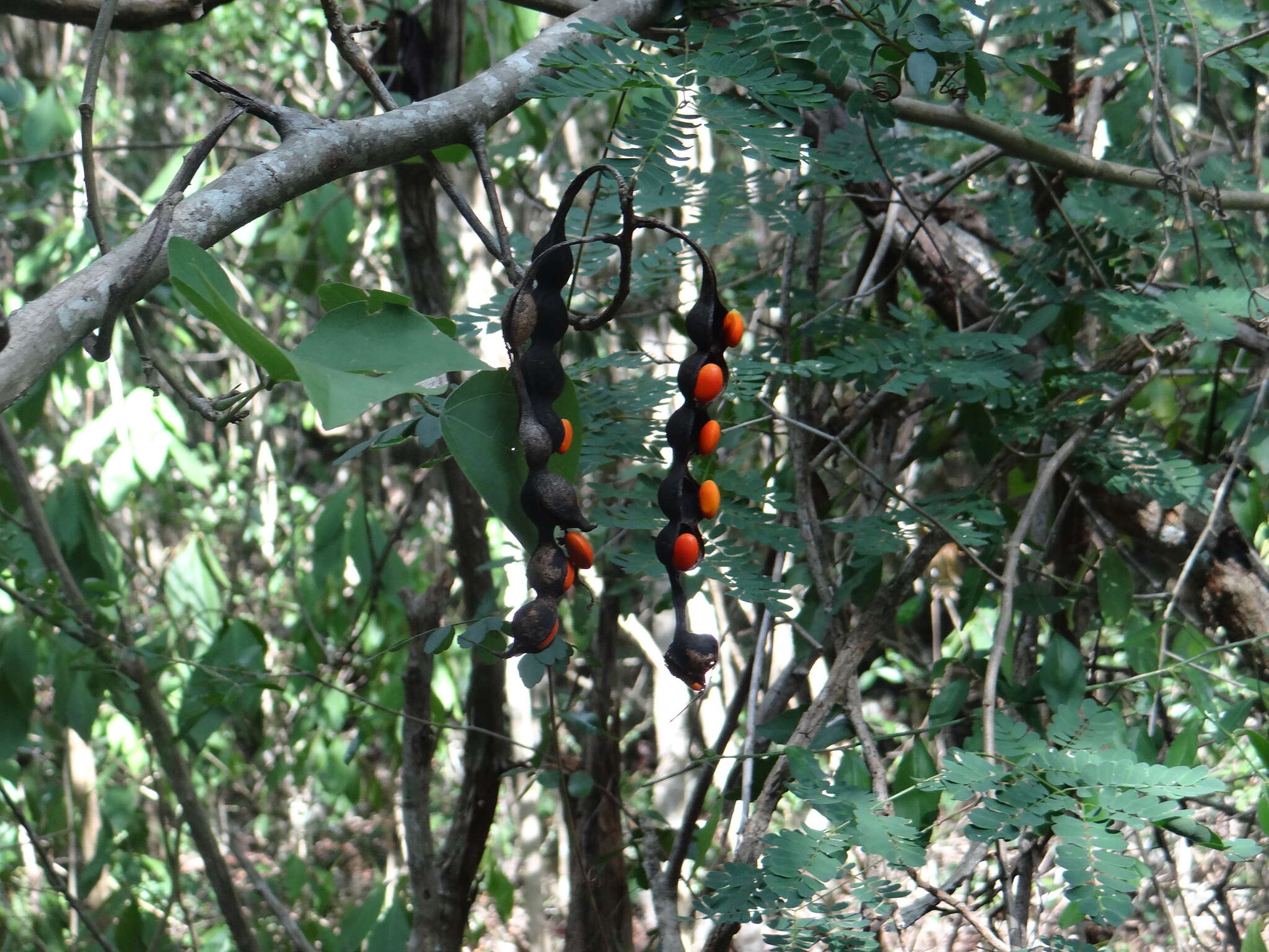 Image de Erythrina standleyana Krukoff