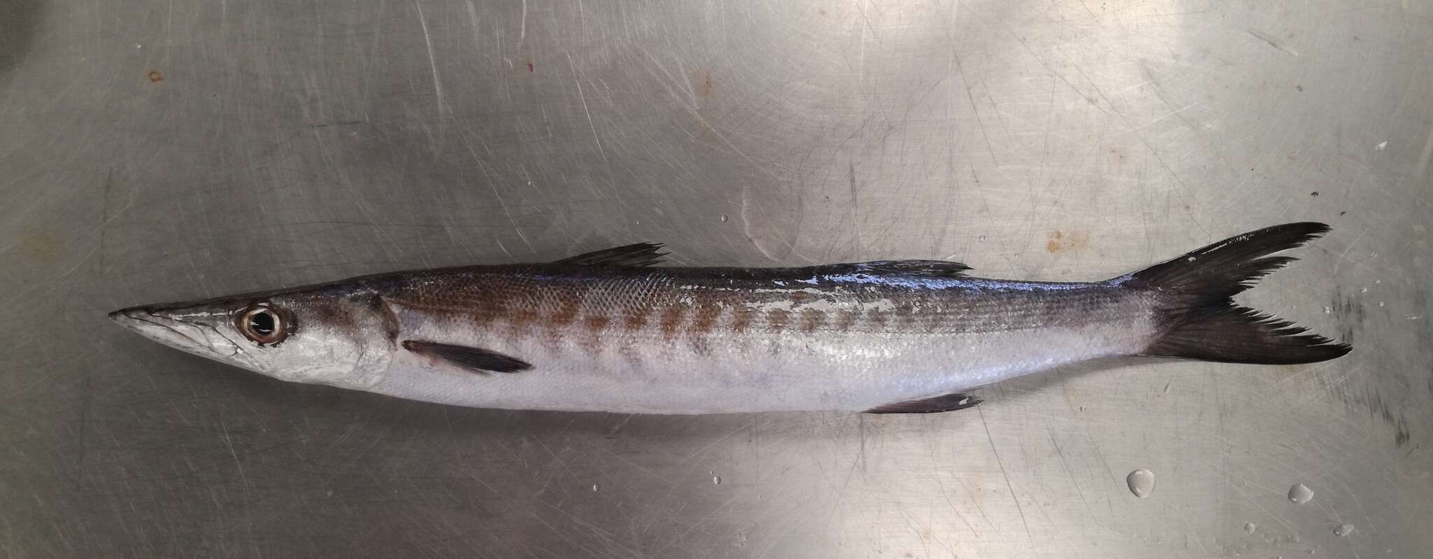 Image of Mexican barracuda