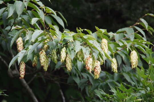 Image of Japanese Hornbeam