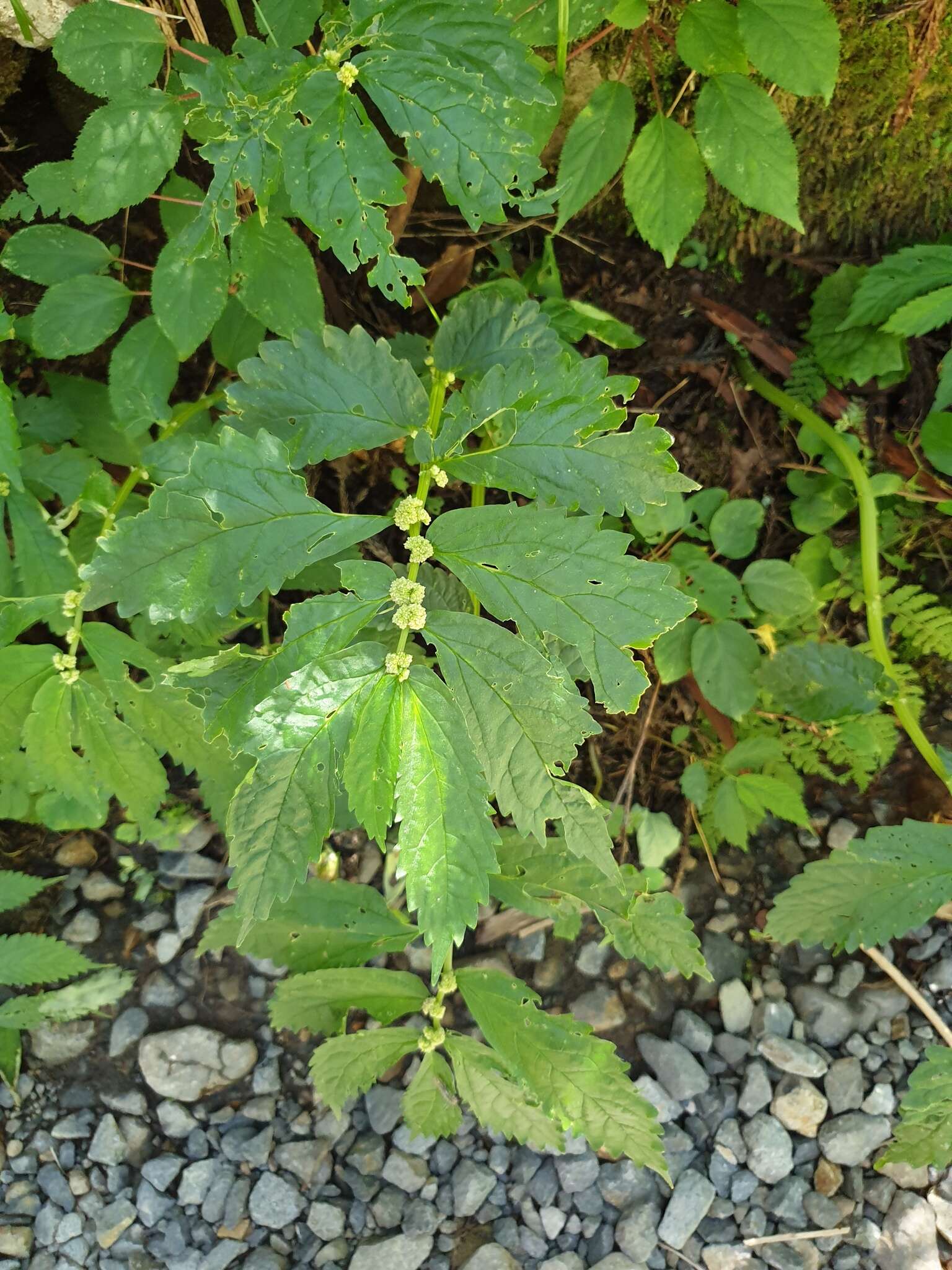 Image of Elatostema involucratum Franch. & Sav.