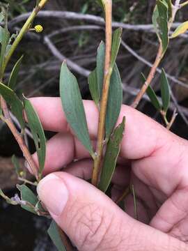 Image of Acacia venulosa Benth.