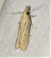 Image of Coenochroa californiella Ragonot 1887