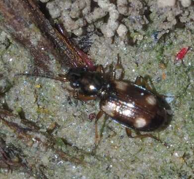 Image of Bembidion (Bembidion) quadrimaculatum (Linnaeus 1760)