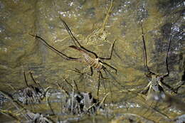 Image de Macropathus acanthocera (Milligan 1926)