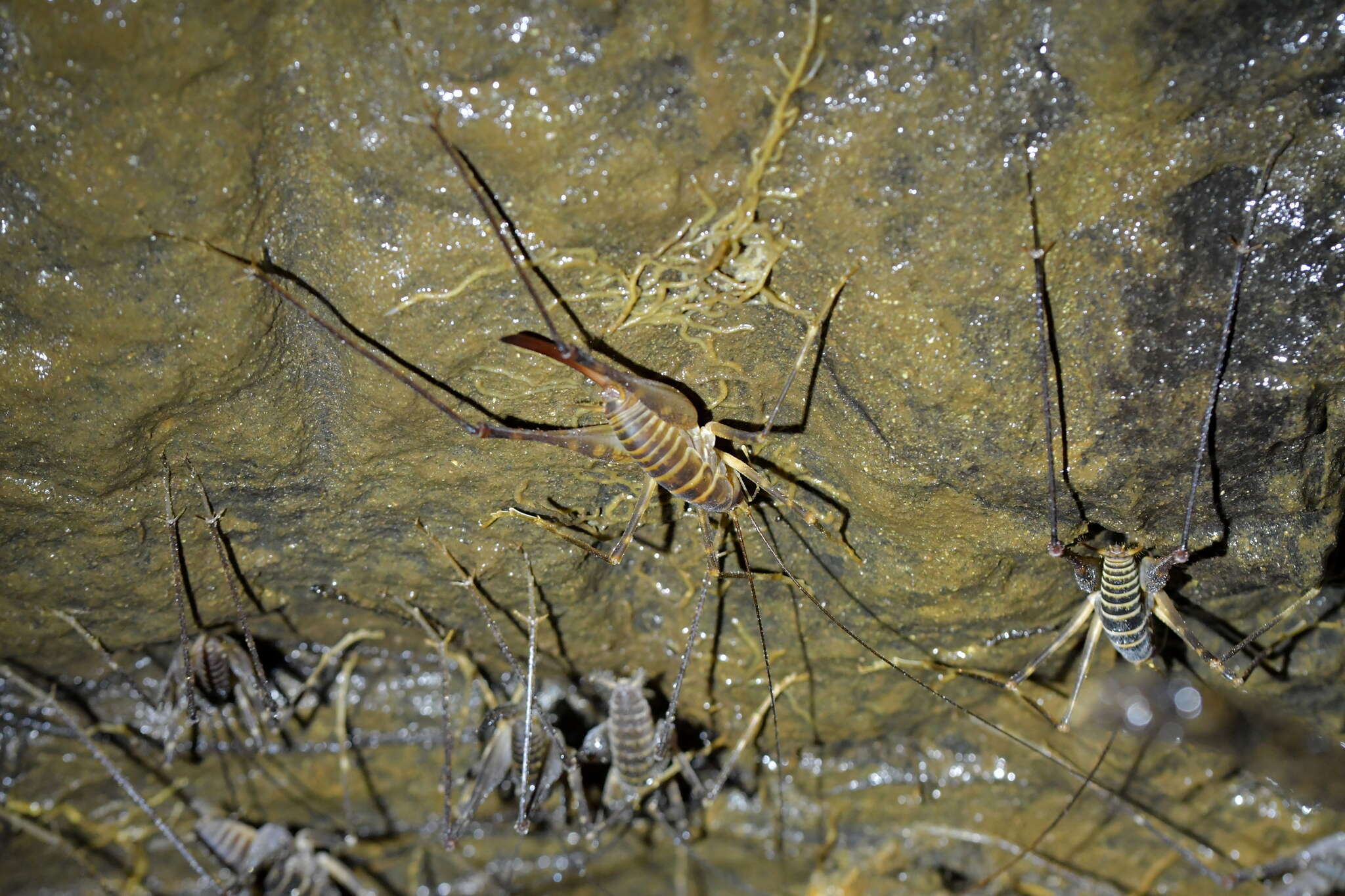 Image of Macropathus acanthocera (Milligan 1926)