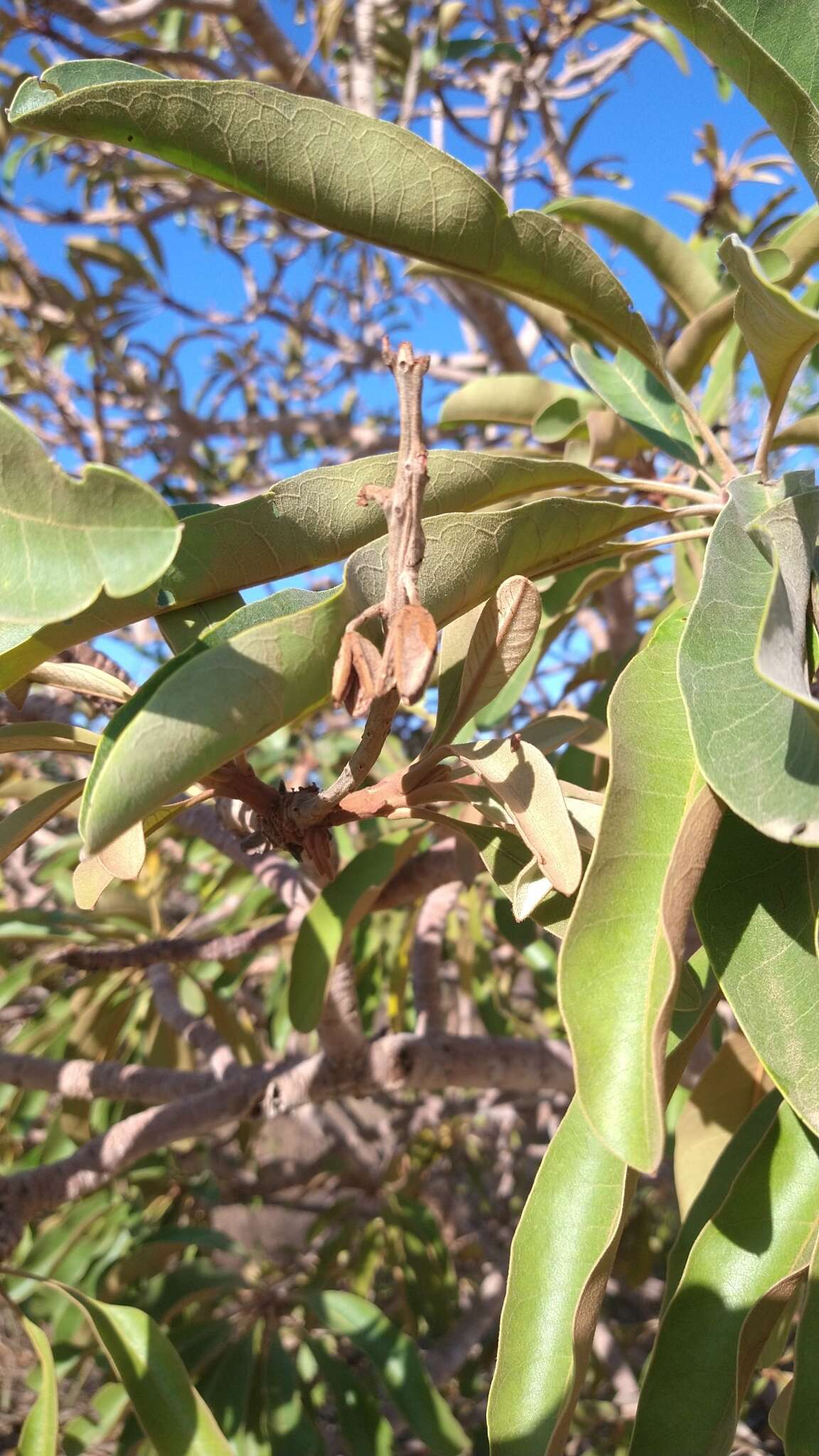 Sivun Vochysia rufa Mart. kuva