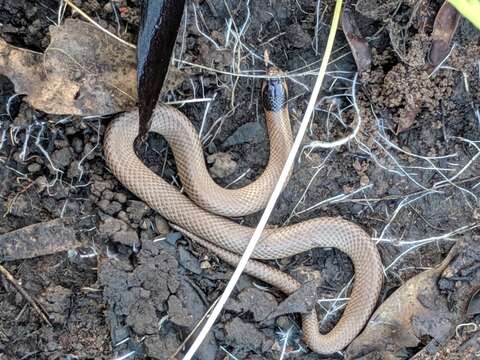 Image of Little Whip Snake