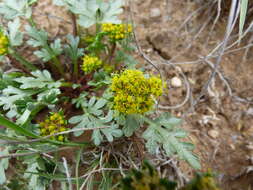 Image of plains springparsley