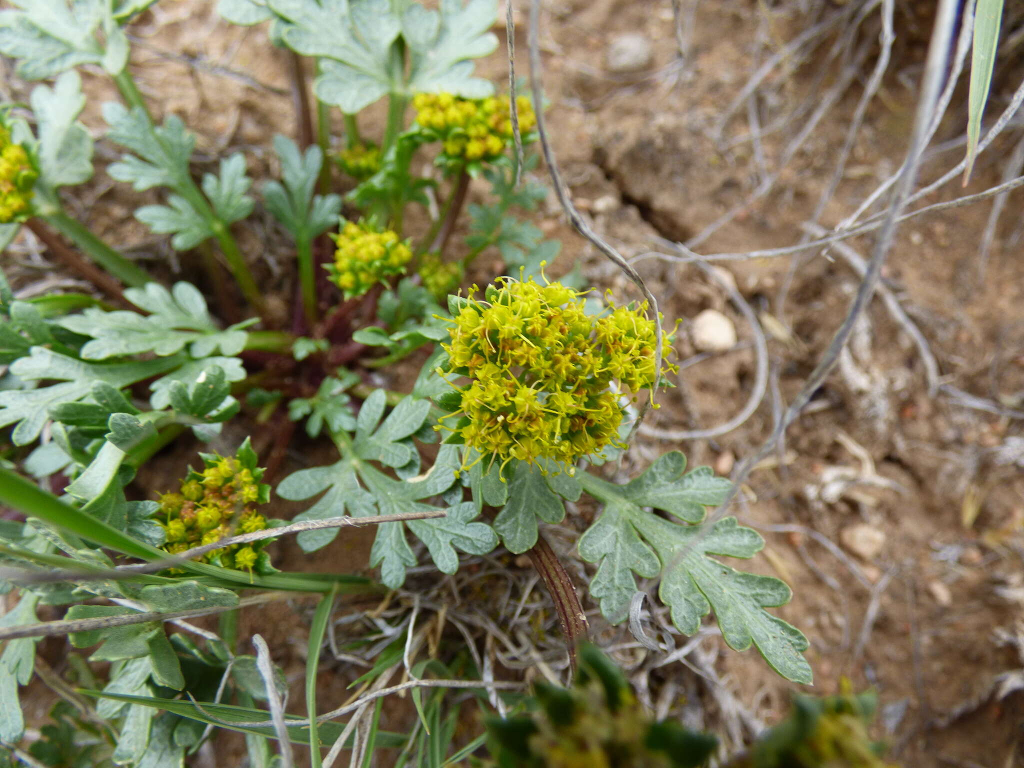 Cymopterus glomeratus DC.的圖片