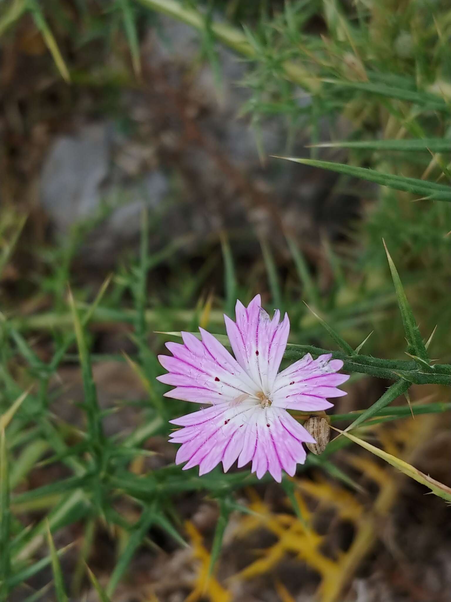 Image of Dianthus strictus Banks & Solander