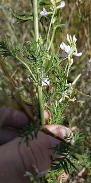 Imagem de Astragalus sulcatus L.