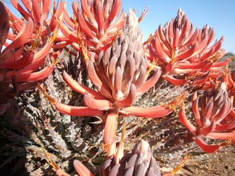 Image of Aloe longistyla Baker