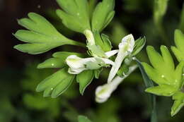 Corydalis capnoides (L.) Pers. resmi