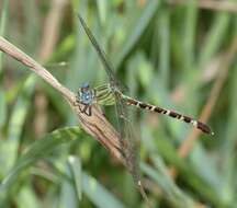 Image of Blue-faced Ringtail