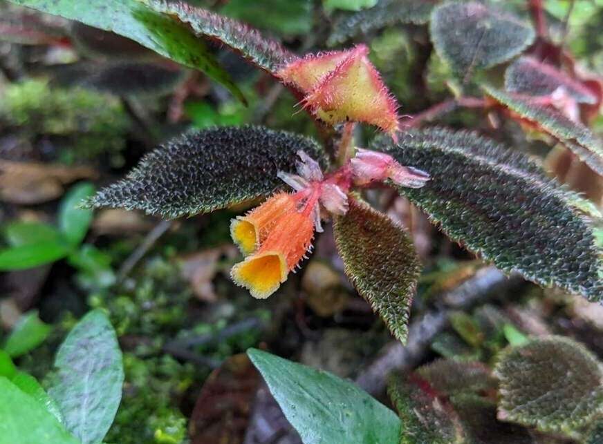 Слика од Begonia lehmannii (Irmsch.) L. B. Sm. & B. G. Schub.