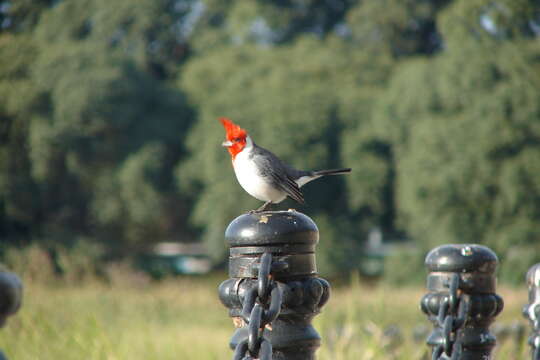 Image of Red-crested Cardinal