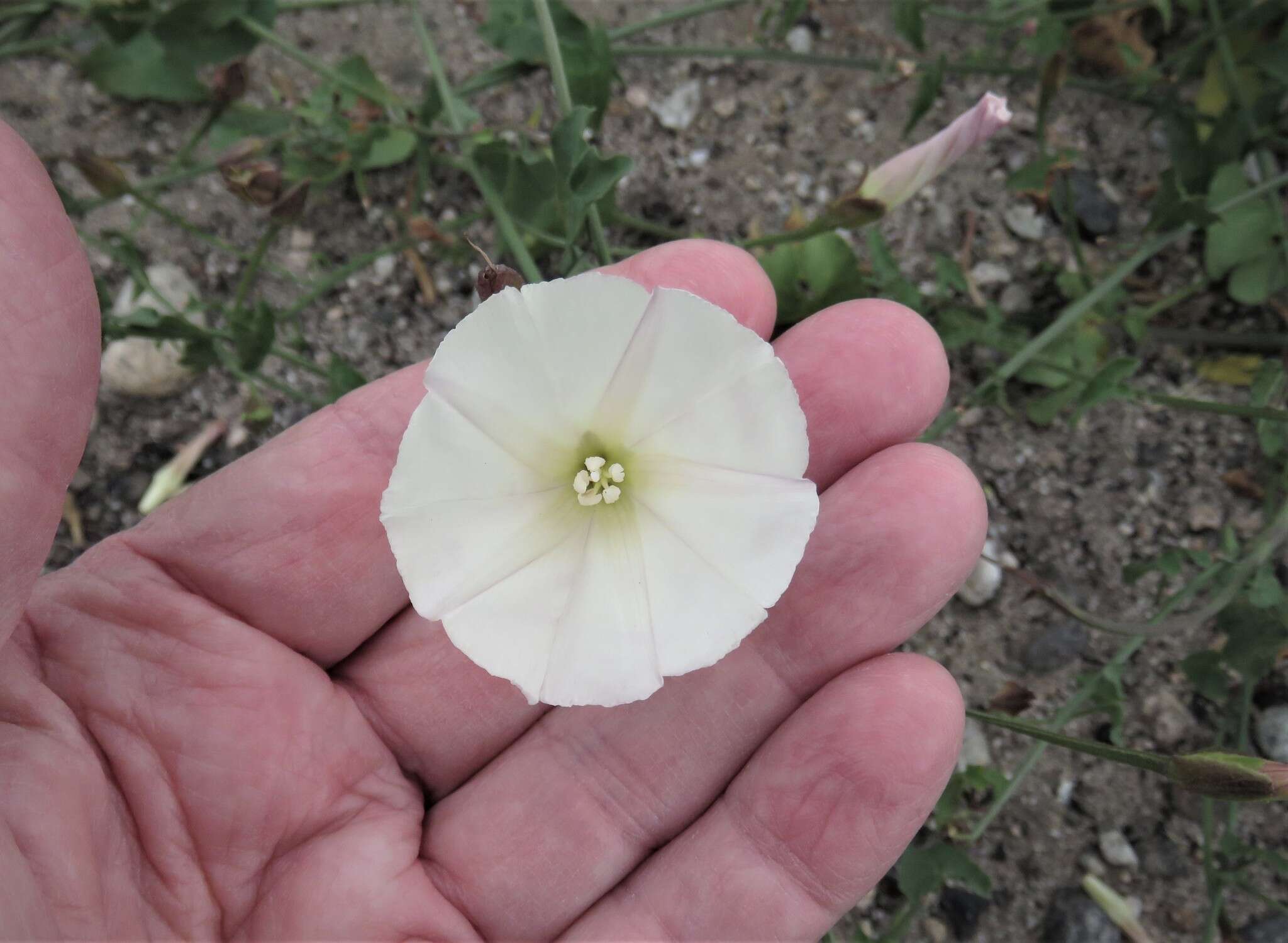 Image de Calystegia macrostegia subsp. intermedia (Abrams) Brummitt