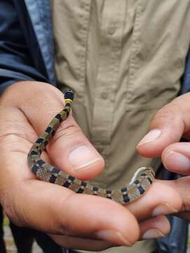 Image of Wynad Keelback