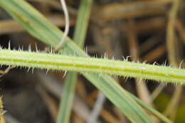 Image of Hedgehog cucumber