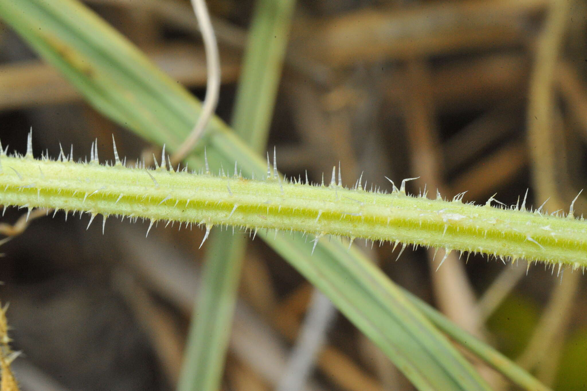 Image de Cucumis dipsaceus C. G. Ehrenb. ex Spach