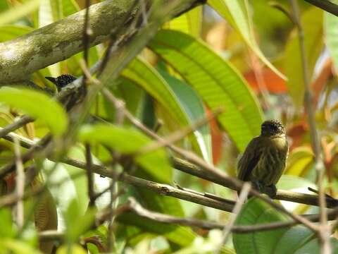 Image of Olivaceous Piculet