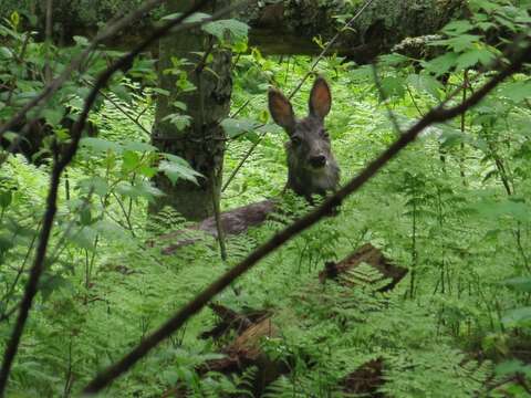 Image of Siberian Musk Deer