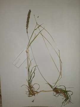 Image of stalked bur grass