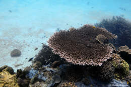 Image of Acropora indonesia Wallace 1997