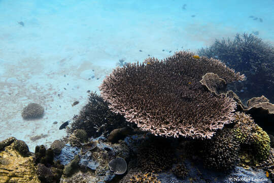 Image of Acropora indonesia Wallace 1997