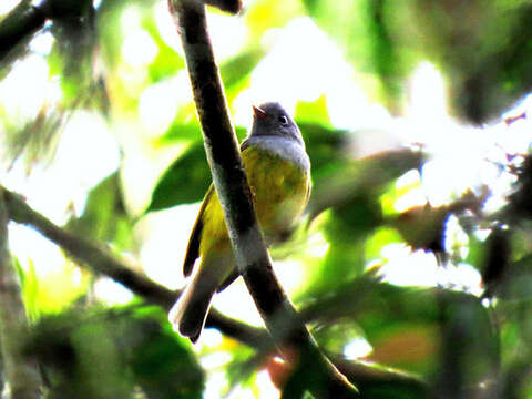 Image of Canary-flycatcher