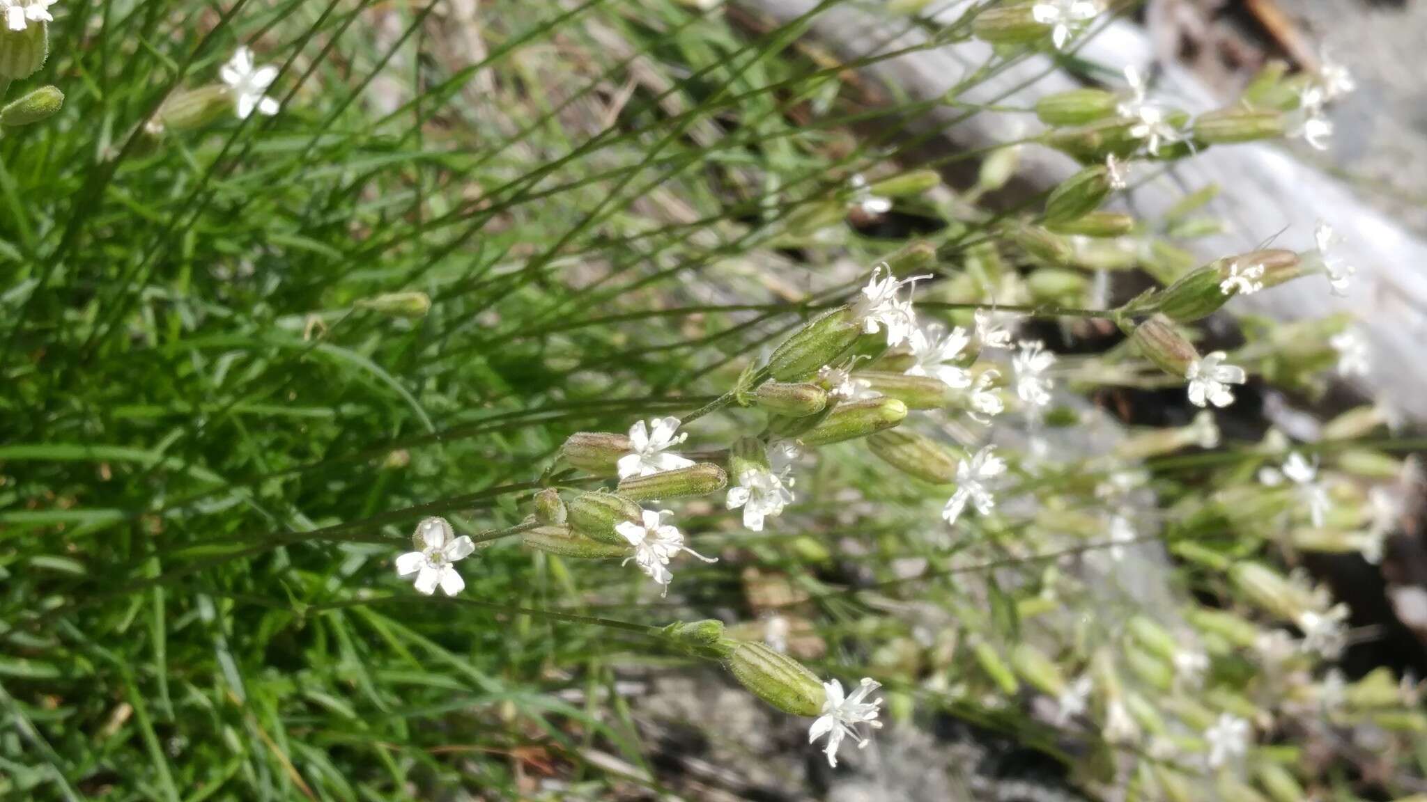 صورة Silene douglasii var. rupinae S. R. Kephart & K. B. Sturgeon