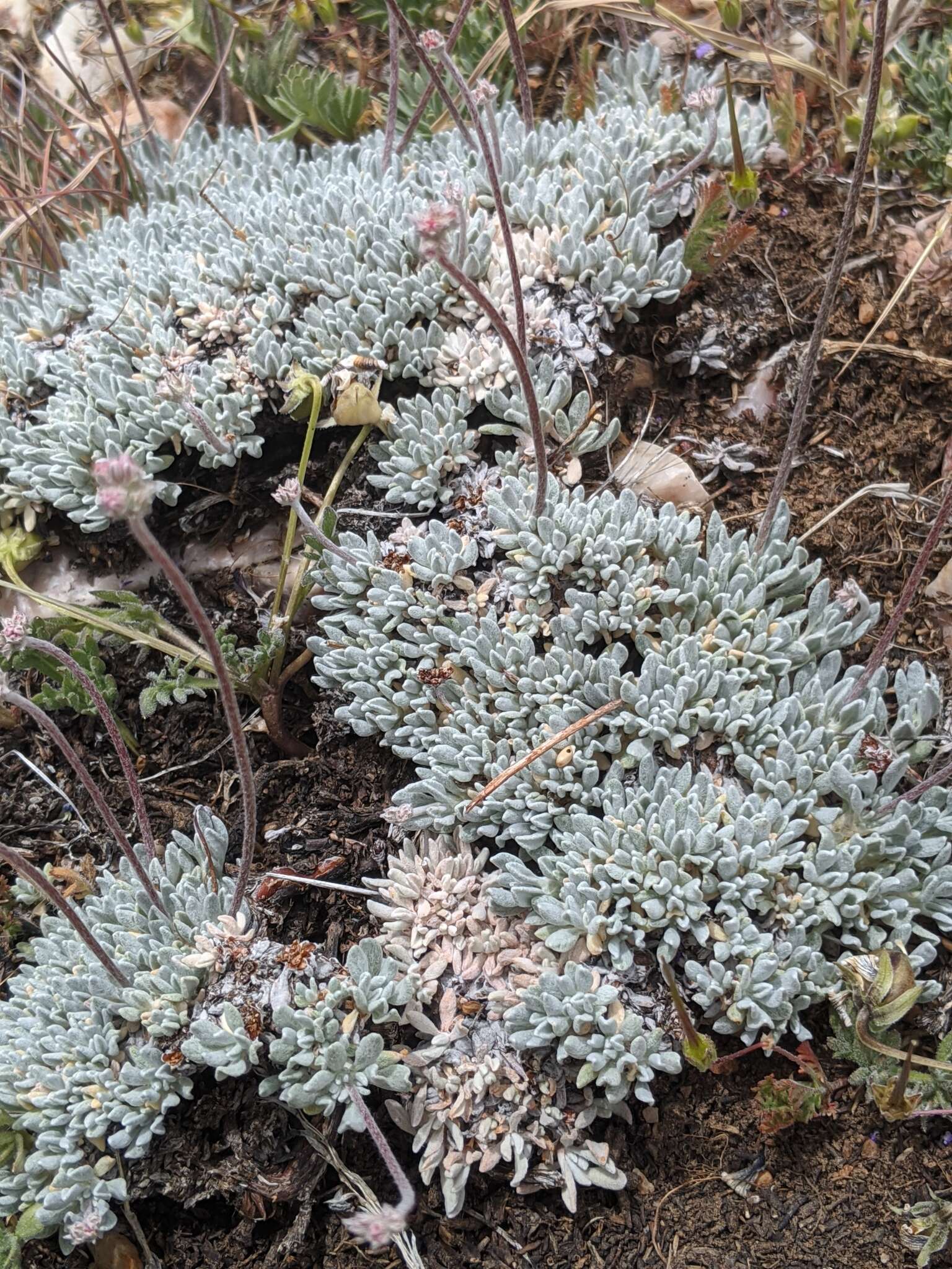 Image of Southern mountain wild-buckwheat