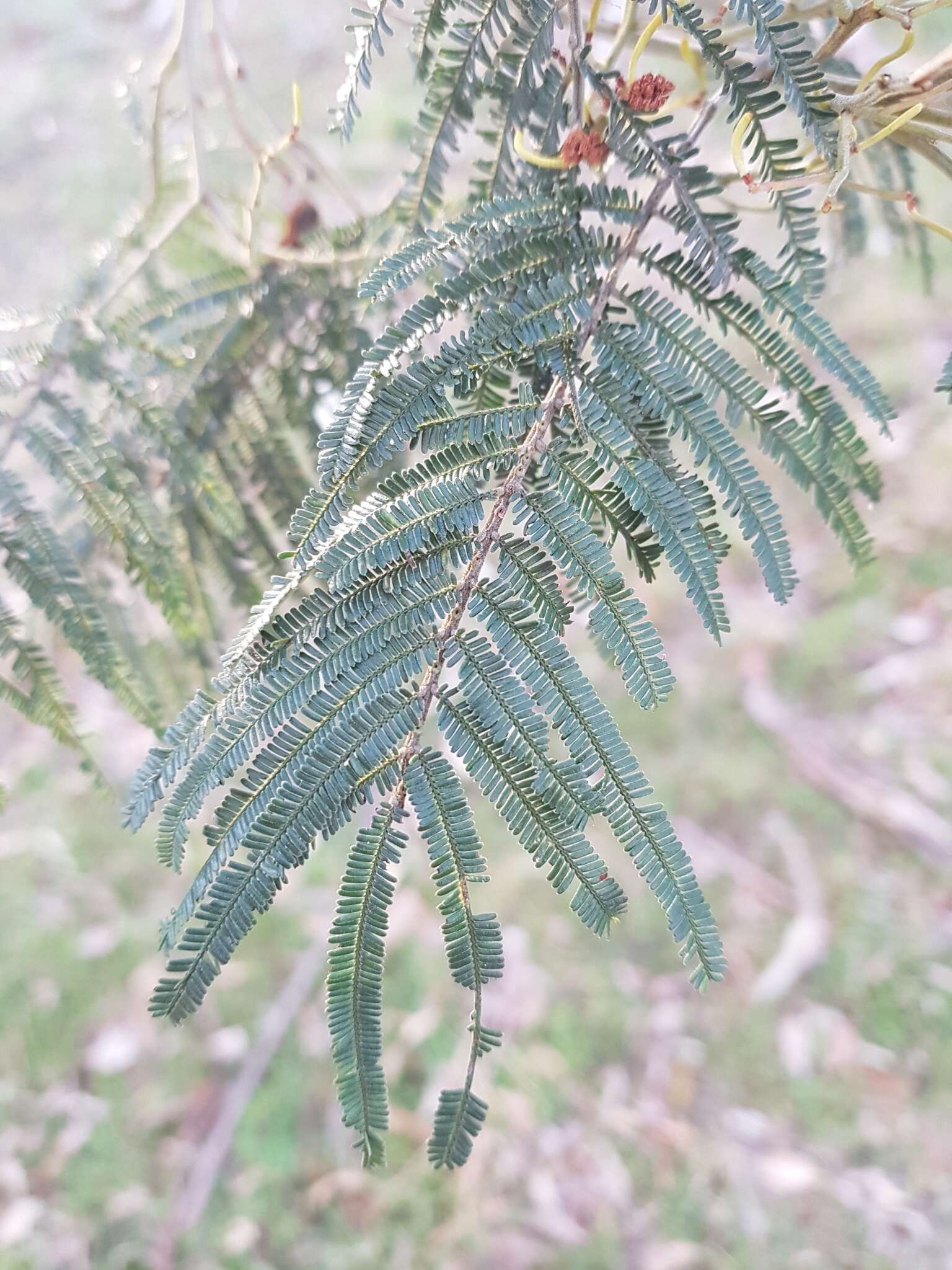 Image of black wattle