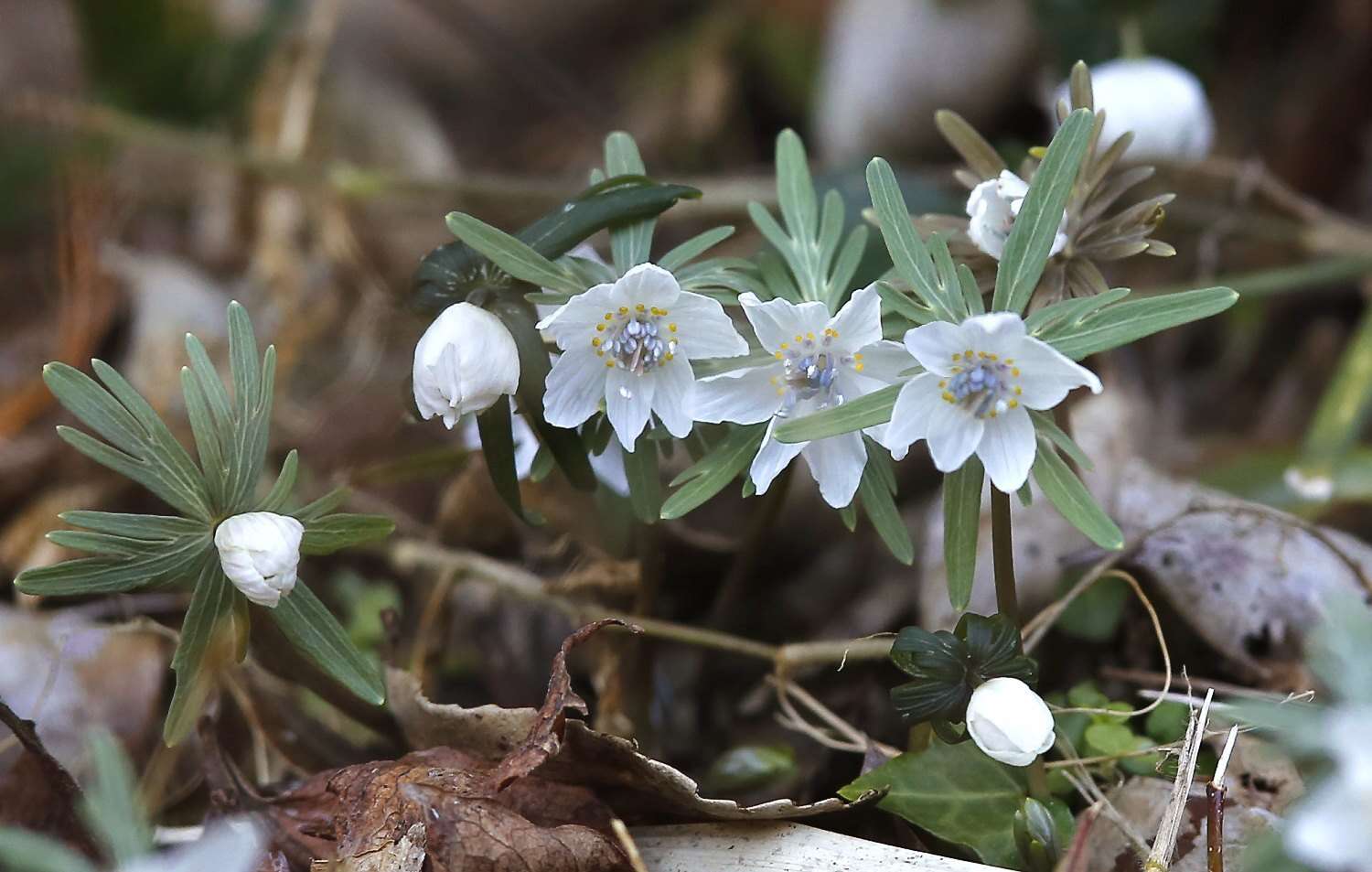 Plancia ëd Eranthis pinnatifida Maxim.