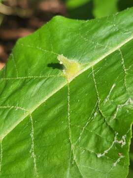 Image of Phylloxera caryaesepta (Shimer 1869)