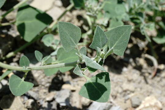 Image of Chenopodium sosnowskyi Kapeller