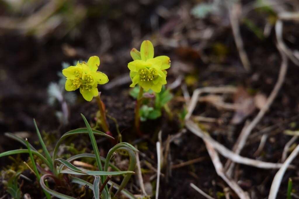 Слика од Euphorbia altaica Ledeb.