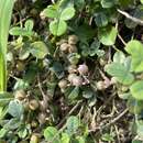 صورة Crotalaria uncinella subsp. elliptica (Roxb.) Polhill