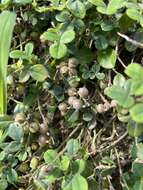 Image of Crotalaria uncinella subsp. elliptica (Roxb.) Polhill