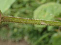 Image of hedge nettle