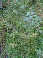 Image of Marsh Fern
