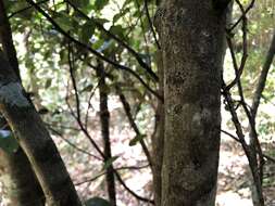 Image de Planchonella myrsinifolia (F. Muell.) Swenson, Bartish & Munzinger