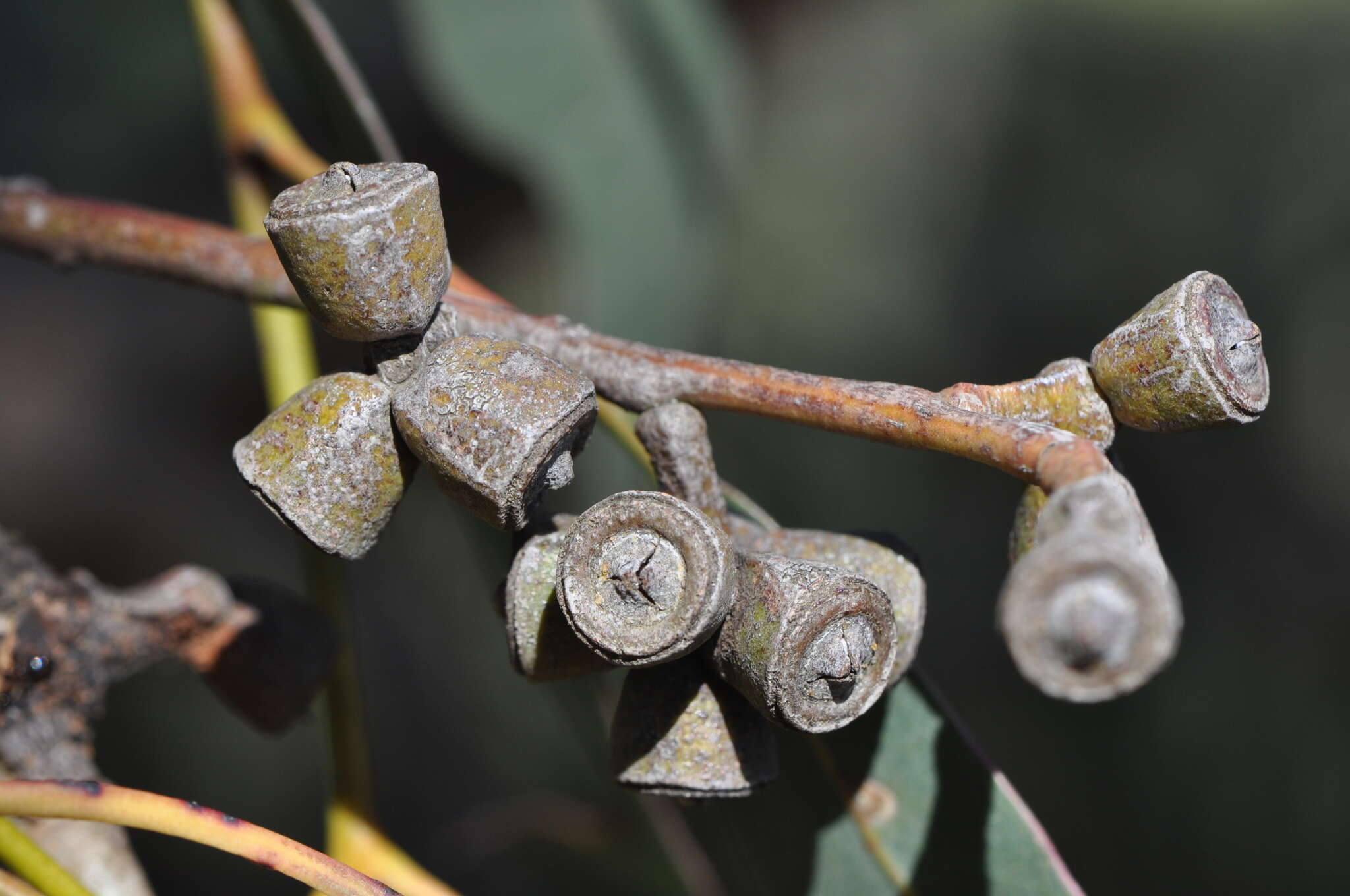 Image of Eucalyptus nortonii (Blakely) L. A. S. Johnson